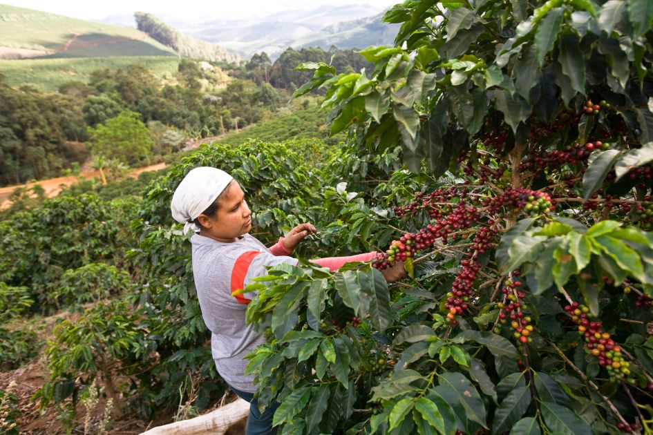 Kaffeepflückerin erntet Kaffee von einer reichtragenden rotkirschigen Kaffeepflanze auf der Fazendas Dutra. Im Hintergrund sind Kaffeepflanzen und ein rötlicher Weg  zu erkennen.